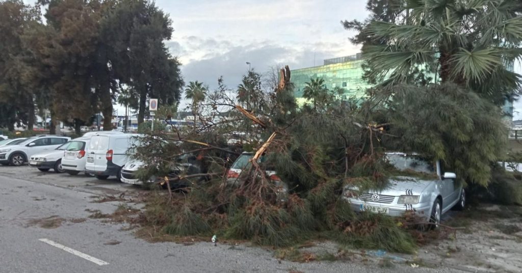 Un hombre herido tras la caída de un árbol en Palma-Palmilla durante el temporal en Málaga